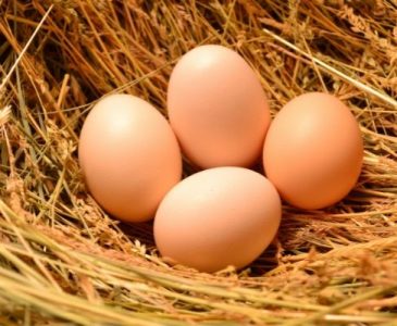 brown eggs in nest for egg laying and common egg abnormalities