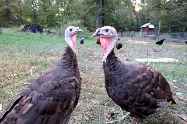 chocolate turkey pair that survivied coccidiosis