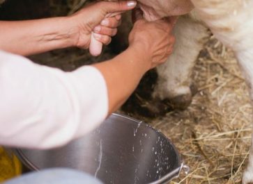 milking an A2A2 milk cow