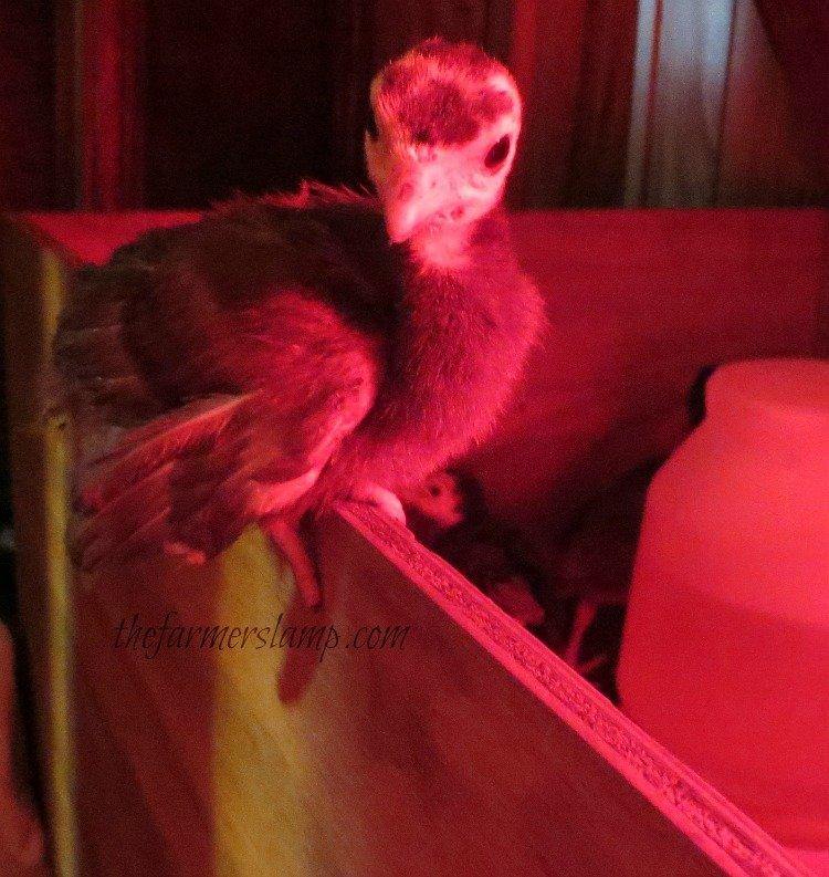 Raising Heritage Breed Chocolate Turkeys • The Farmer's Lamp