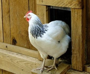 Silver Laced Wyandotte hen leaving her chicken coop