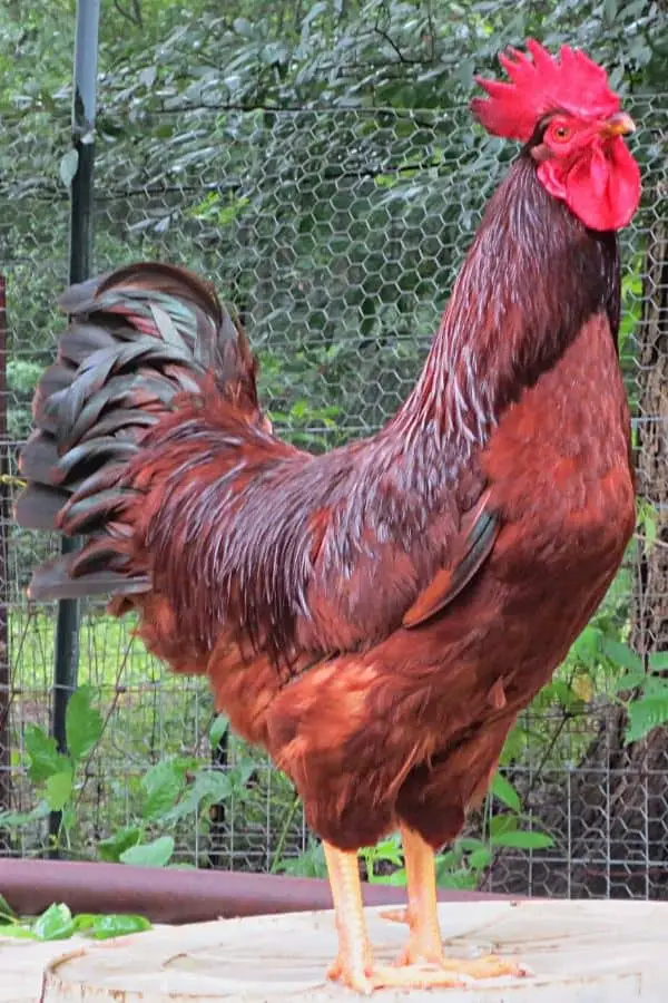 Rhode Island Red Rooster for Heritage Chicken Breeds