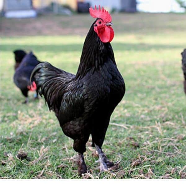 black chicken breeds black langshan rooster