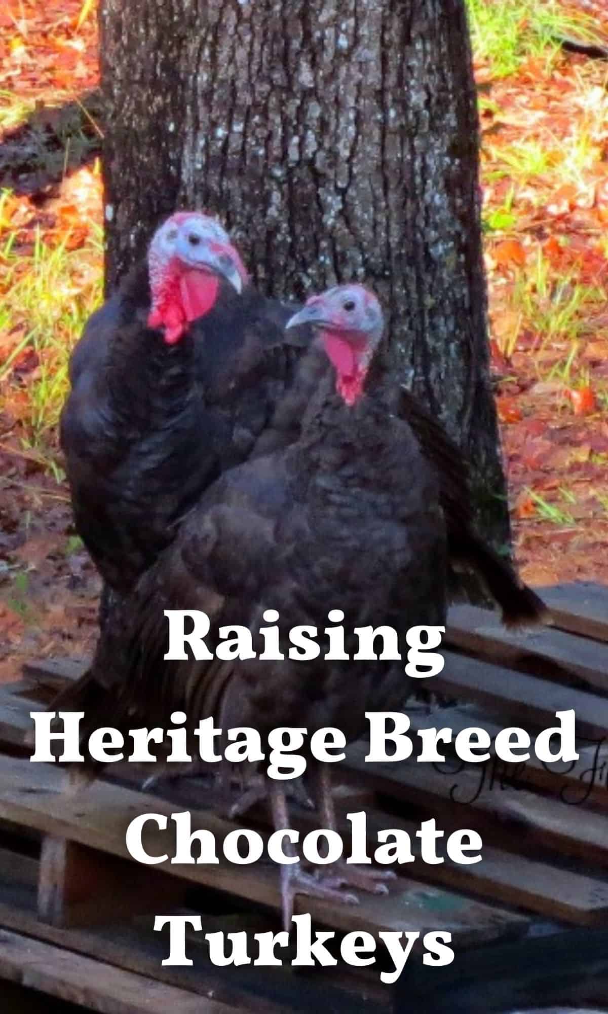 heritage breed chocolate turkeys