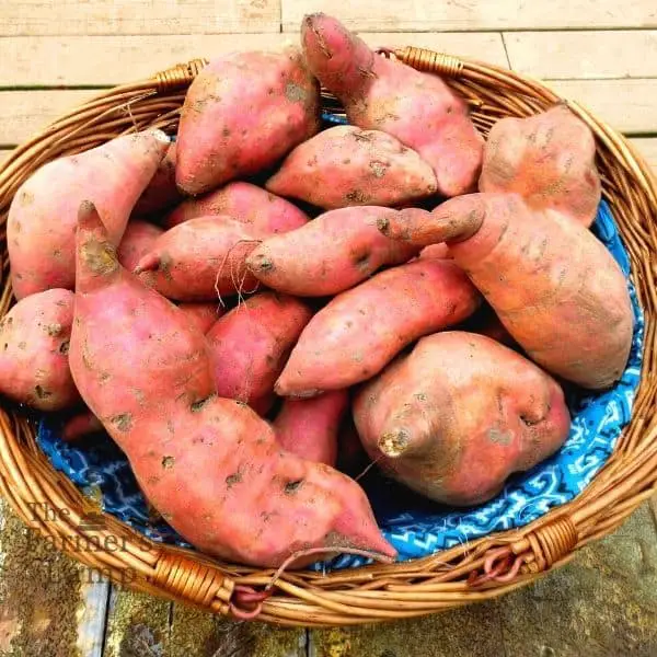 sweet potatoes in a basket for digging and storing sweet potatoes