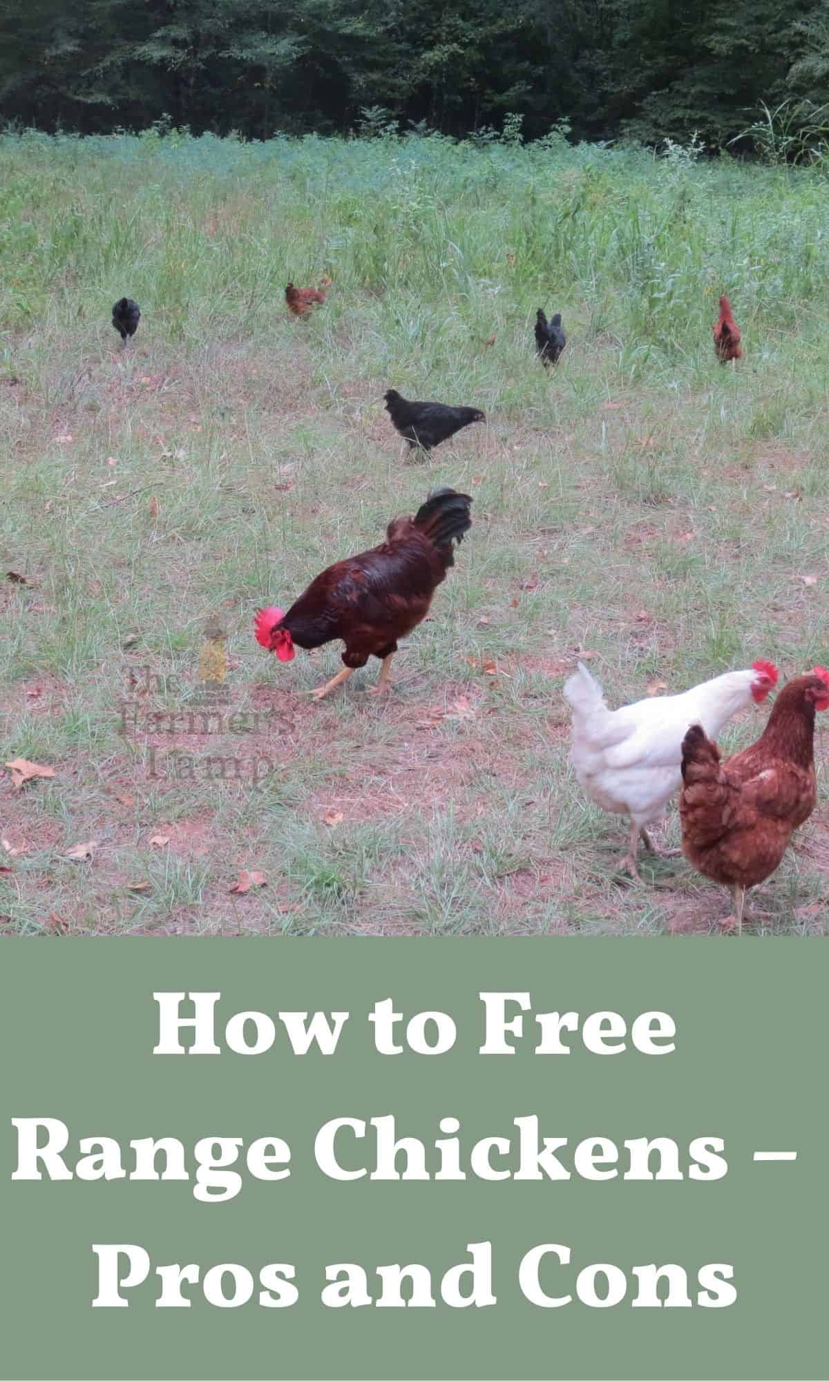 free range chickens for how to free range chickens