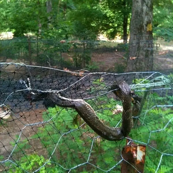 snake tangled in bird netting 