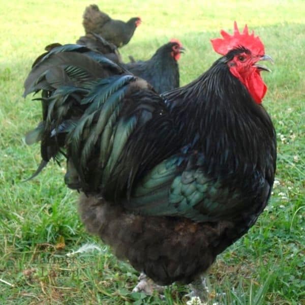 Jersey Giant rooster for The Best Dual Purpose Chicken Breeds for Backyard Flocks