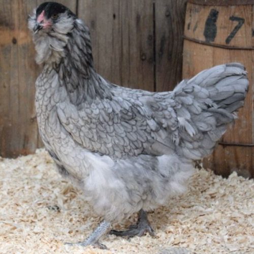 Ameraucana Chicken: What You Want To Know • The Farmer's Lamp