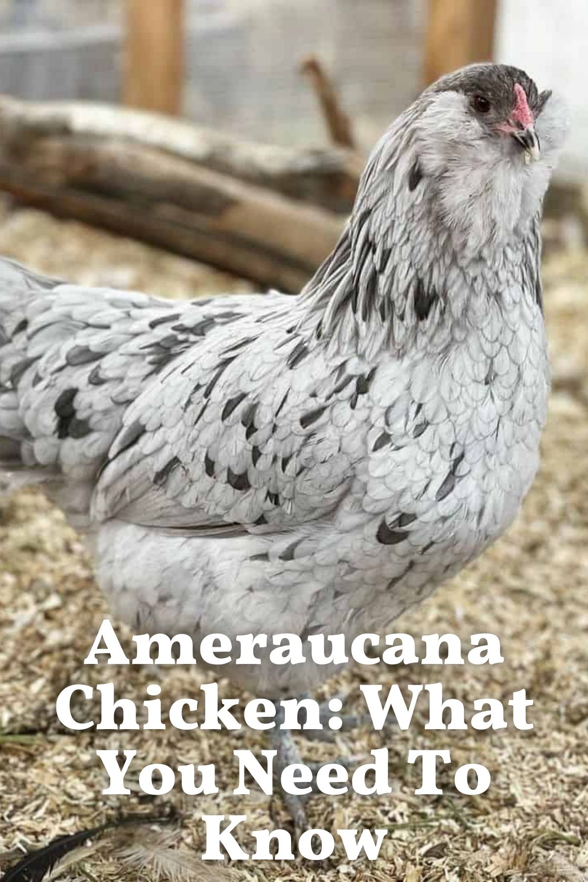 black and white Ameraucana Chicken for PIN