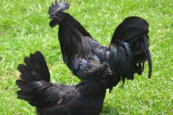 ayam cemani rooster and hen
