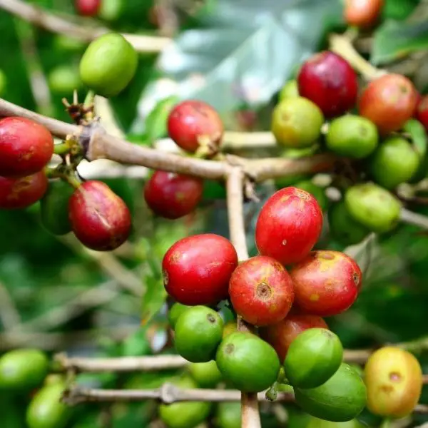 coffee beans on plant