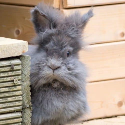 The Lionhead Rabbit How Big Do They Get? And FAQ Guide