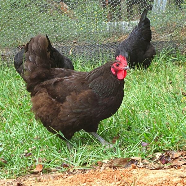black australorp hen free ranging