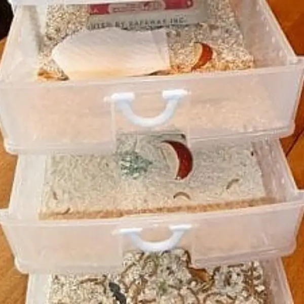 mealworm farm with apples in drawers