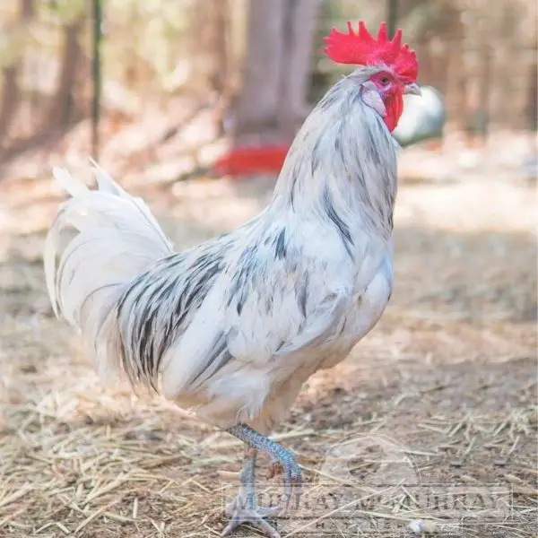 Andalusian Rooster with white and black markings