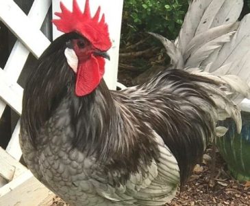 Andalusian Chicken breed rooster