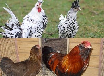 Appenzeller Chicken Breed roos and hens