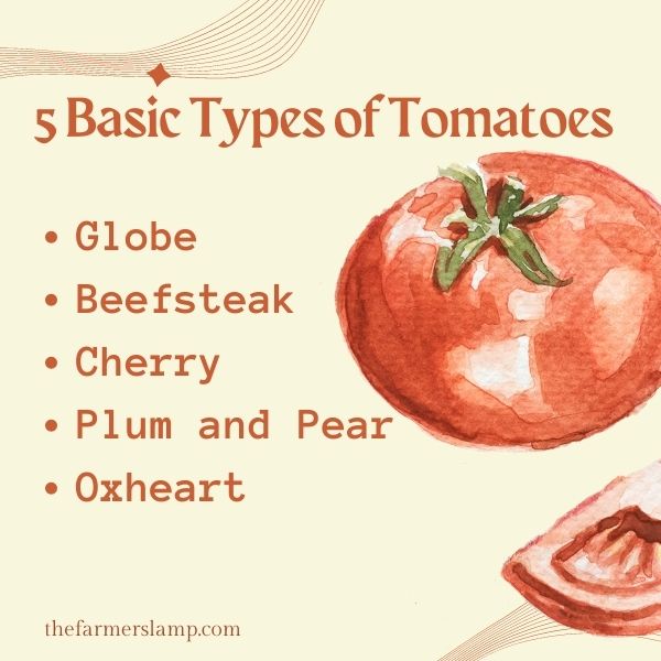 list of the five types of tomatoes oxheart, pear and plum cherry, beefsteak, and globe