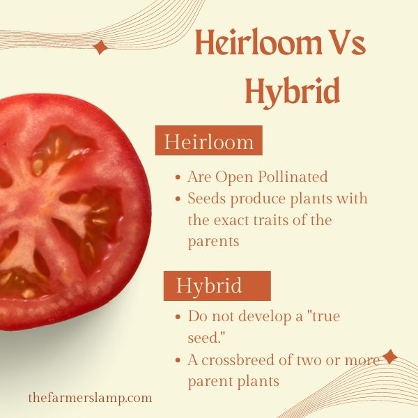 differences in types of tomatoes heirloom and hybrid