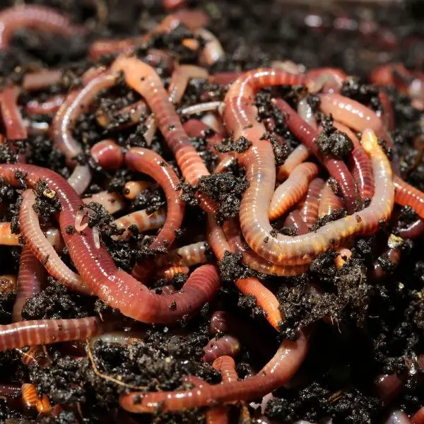 Alabama Jumper Worms in compost garden