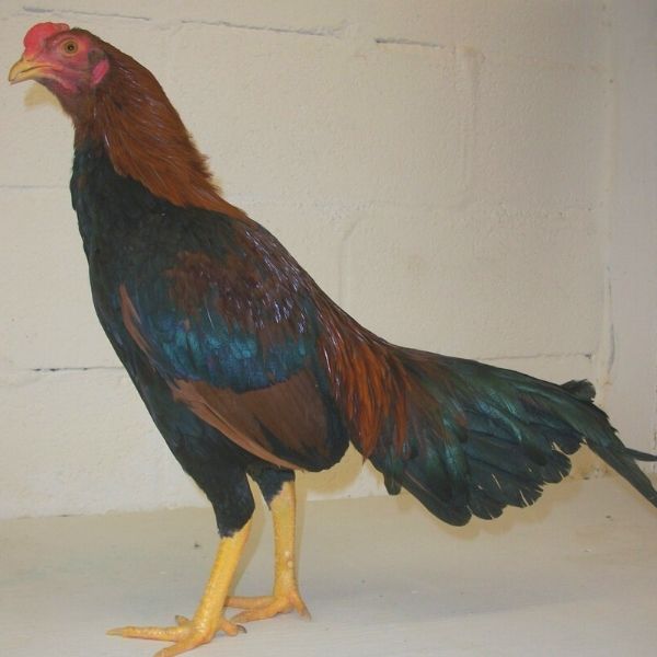 Aseel Rooster red and black