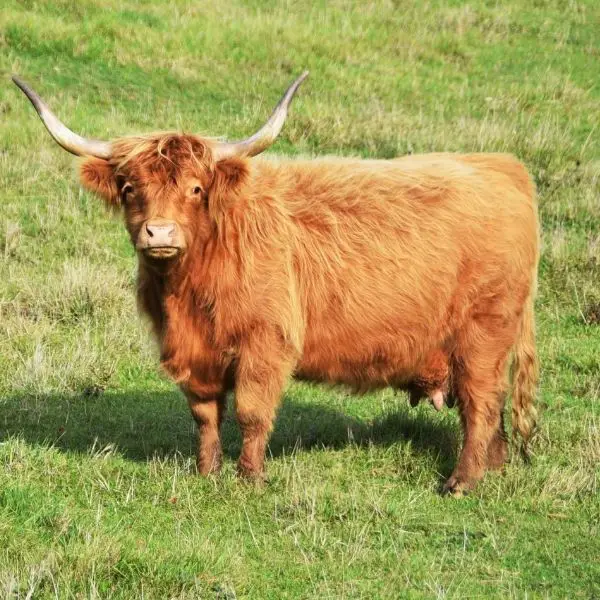 Scotch Highland A2A2 milking cow