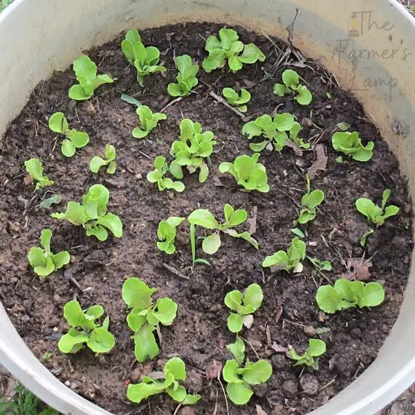 lettuce growing in a container