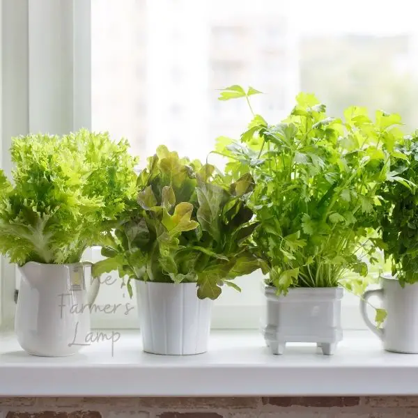 lettuce growing in various containers