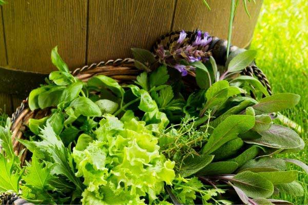 How To Grow Lettuce In Containers: A Step-by-Step Guide • The Farmer's Lamp