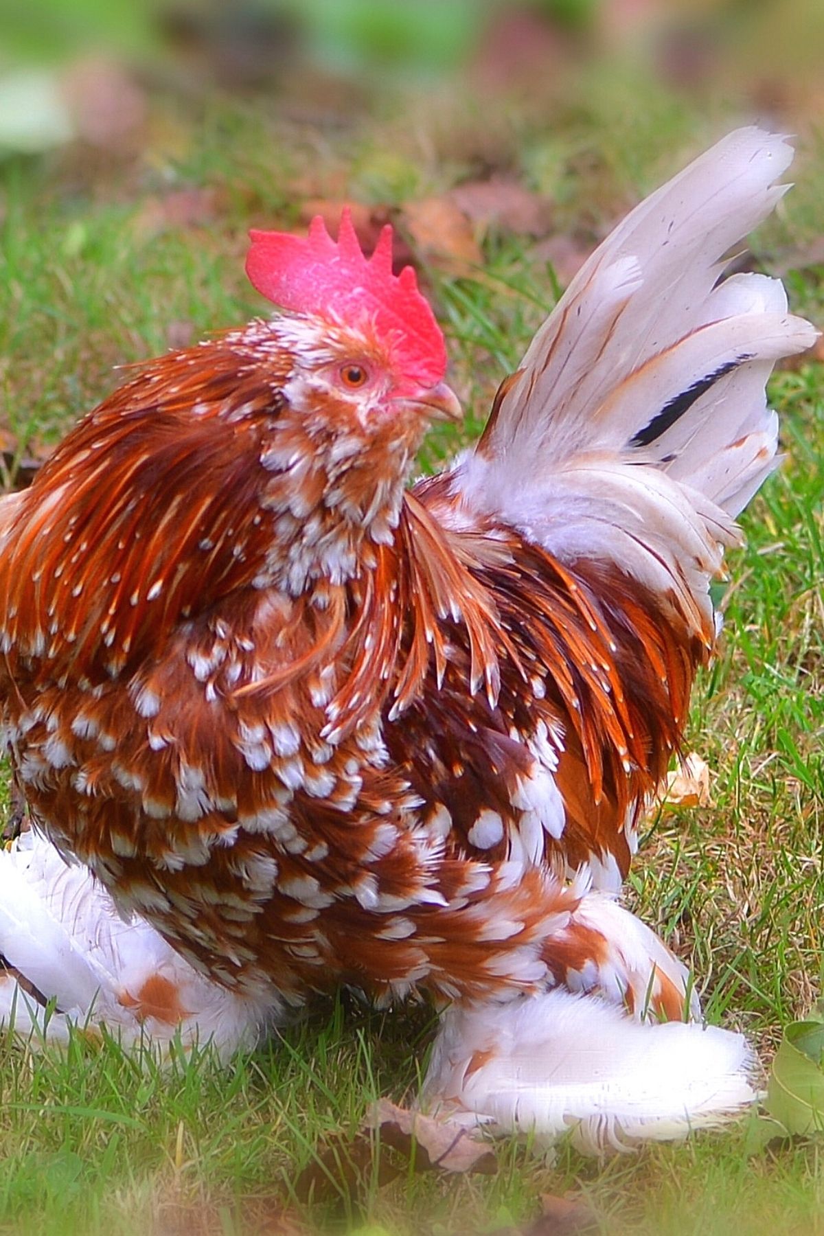 Belgian d'Uccle chicken breed rooster