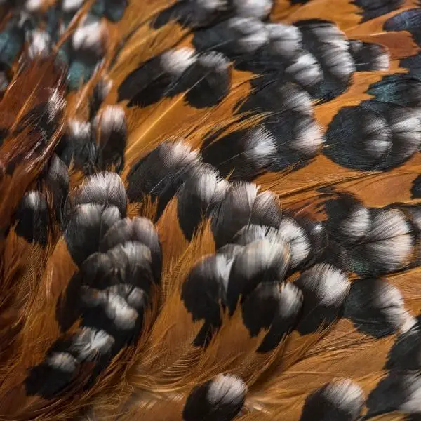 closeup of the feather pattern of a Belgian d'Uccle chicken