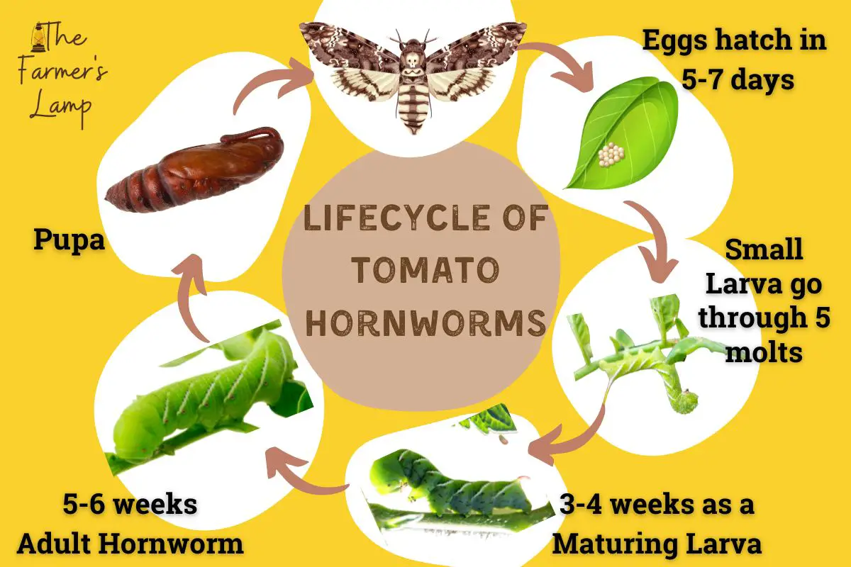 lifecycle of tomato hornworms