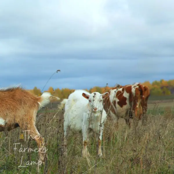 goats and cows grazing