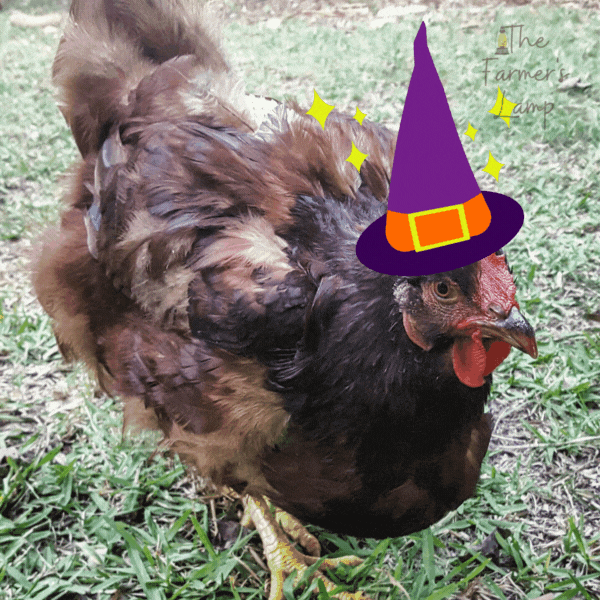 molting chicken with witch hat on and saying I'm molting I'm molting gif