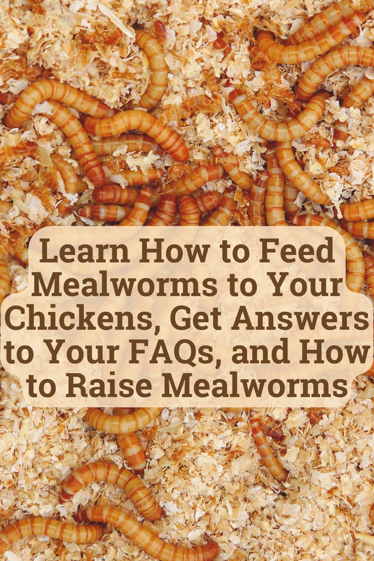 mealworms