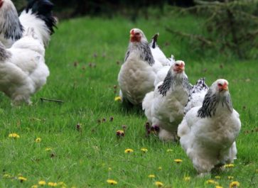 brahma chickens in a field