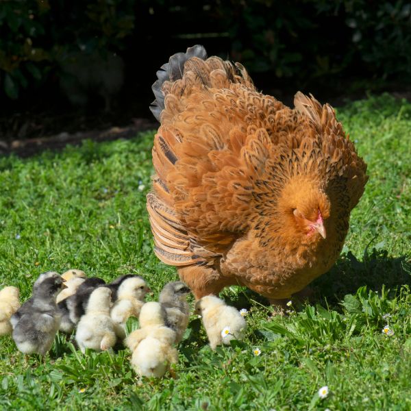 brahma hen with chicks in a field of grass