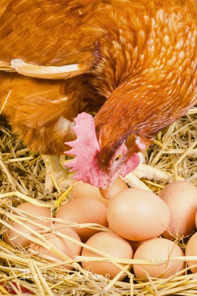 Why Chickens Eat Their Eggs And What You Can Do About It • The Farmer's ...