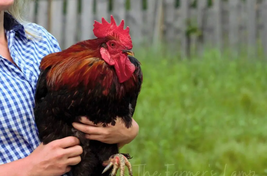 woman holding a red rooster that is now tame but was an aggressive rooster