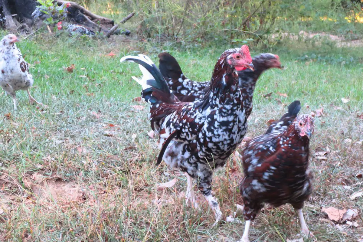 3 speckled sussex pullets free ranging in a pasture