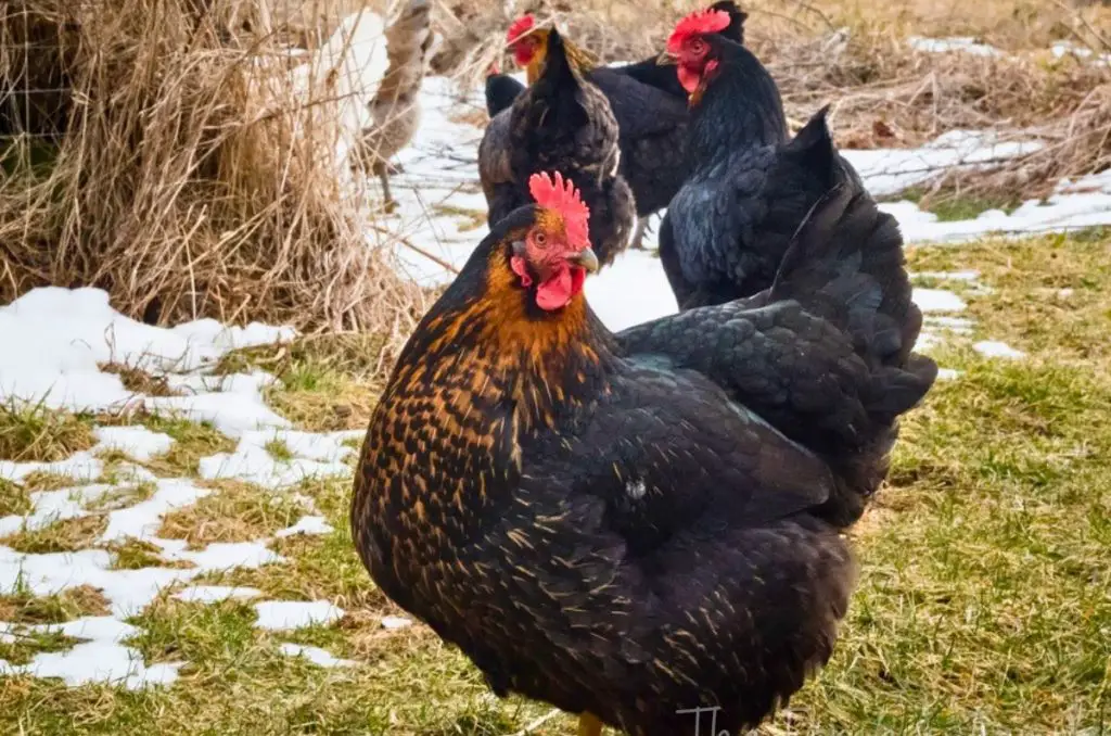 how to introduce new chickens with black australorp and golden wyandotte hens