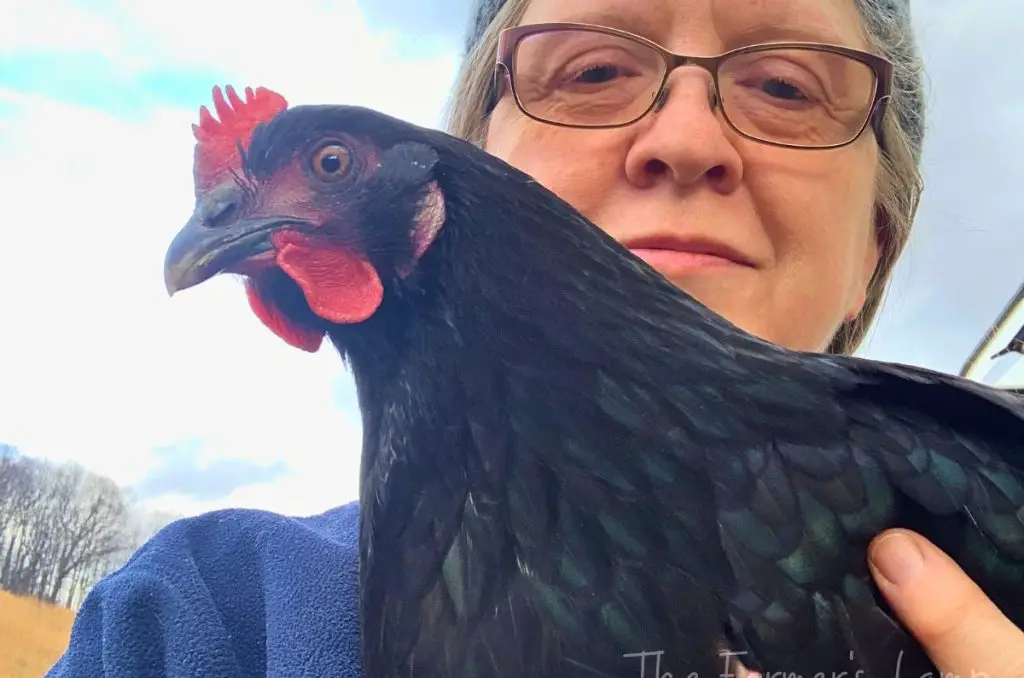 woman wearing glasses holding a black australorp hen