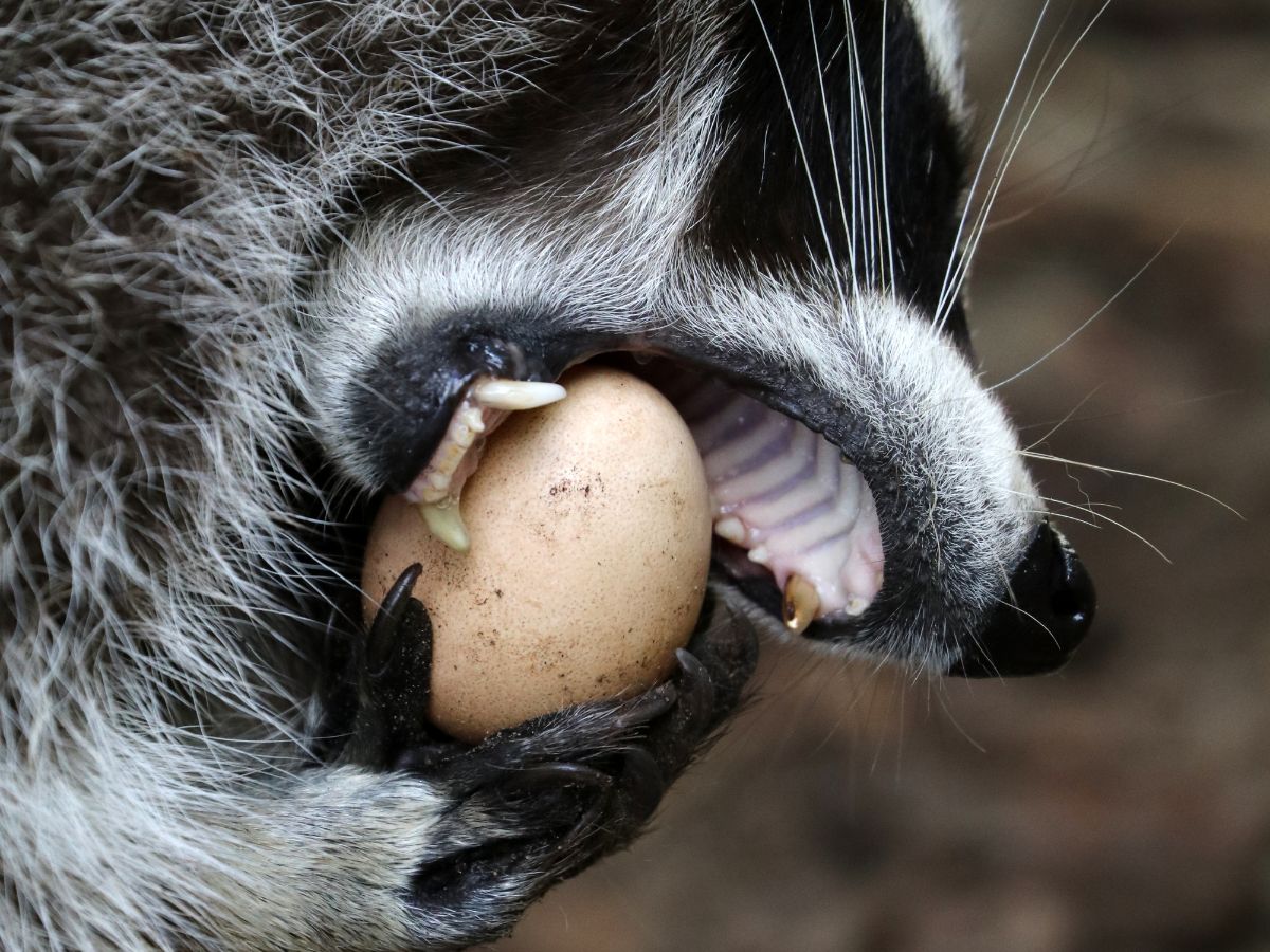 raccoon putting a chicken egg in its mouth