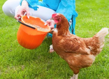woman wearing jeans and a long sleeve blue shirt feeding a red chicken from an orange bucket that is filled with fermented chicken feed