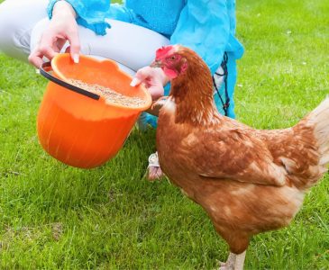 woman wearing jeans and a long sleeve blue shirt feeding a red chicken from an orange bucket that is filled with fermented chicken feed