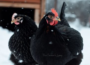 two black hens in the snow