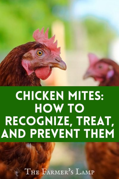 Chicken Mites: How To Recognize, Treat, And Prevent Them - Salt To Kill Chicken Mites