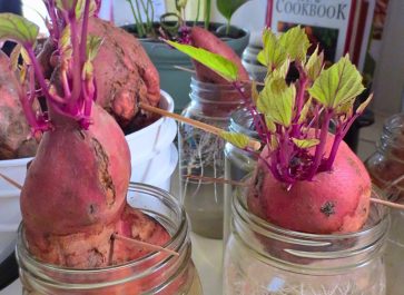 sweet potatoes in wide mouth glass jars with slips growing from their tops