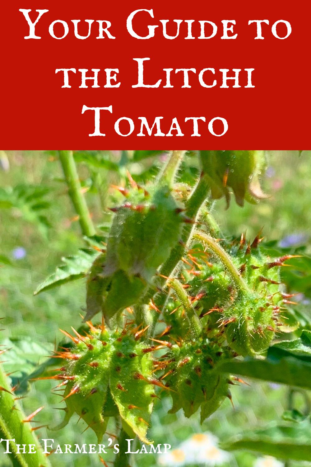 upclose of unripened litchi tomato fruit with words written in white letters on a red background that read your guide to the litchi tomato the farmers lamp